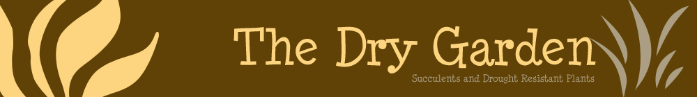 The Dry Garden, a Place to buy the best in drought resistant plants for your garden